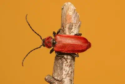 Caché dans le bois de chauffage, le callidie rouge sang est-il dangereux