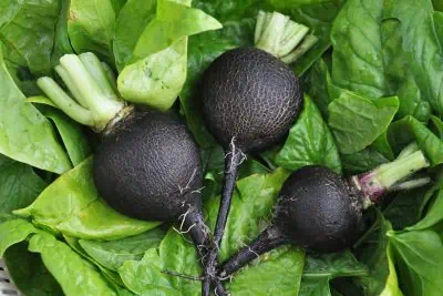 légumes bénéfiques pour purifier votre foie