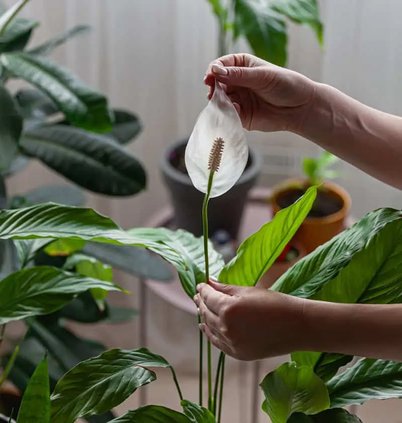 Le spathiphyllum.