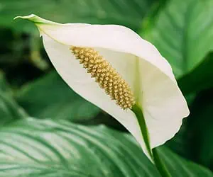 Le spathiphyllum