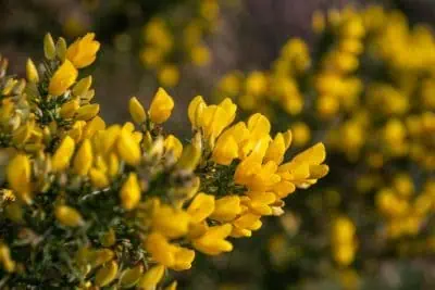 Ulex, fleur jaune