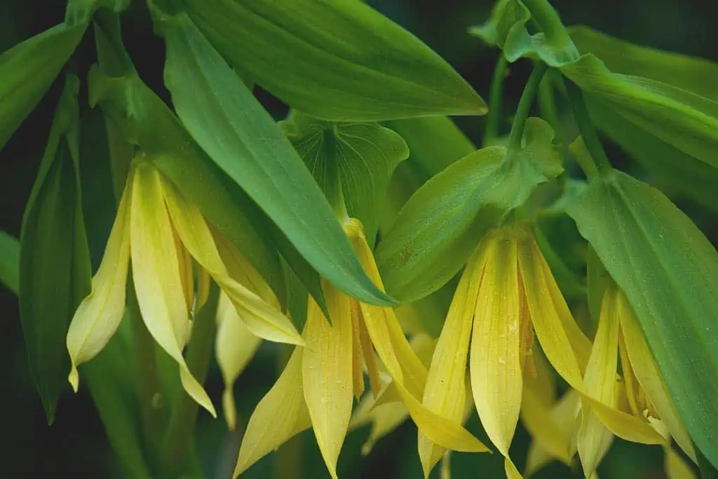 Uvularia