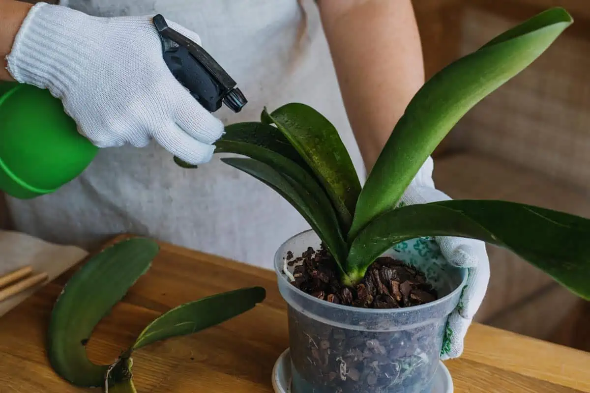 Vaporisation des feuilles de l'orchidée