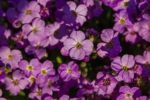 Aubriète (Aubrieta).