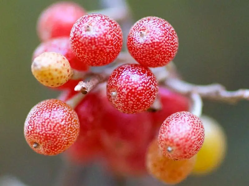 Elaeagnus umbellata