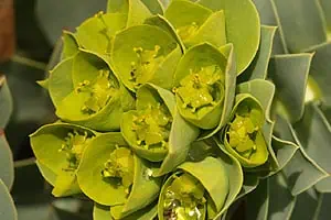 Euphorbe de corse (Euphorbia myrsinites)