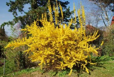 Forsythia