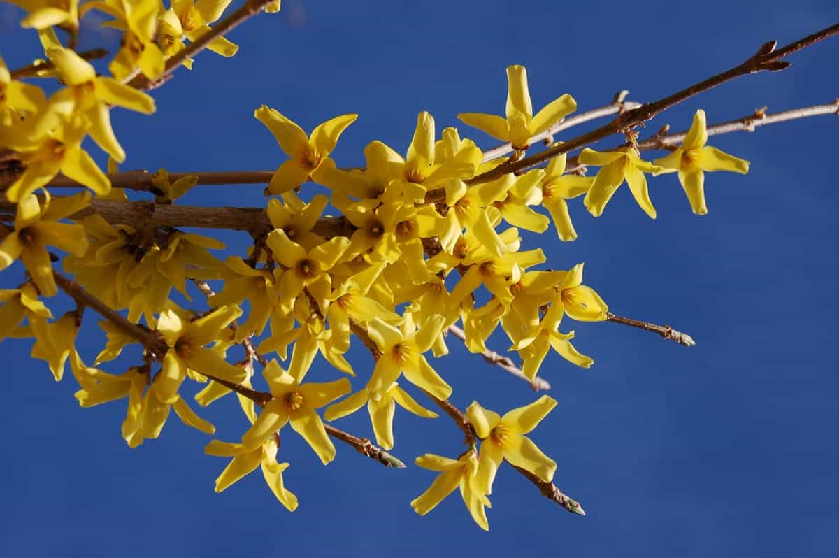 Forsythia, croissance rapide