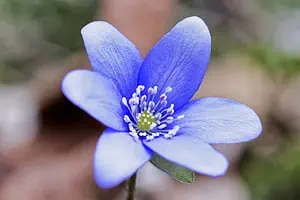 Anémone hépatique (Hepatica nobilis).