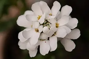 Corbeille d'argent (Iberis sempervirens)