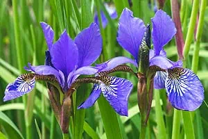 Iris réticulés (Iris reticulata)