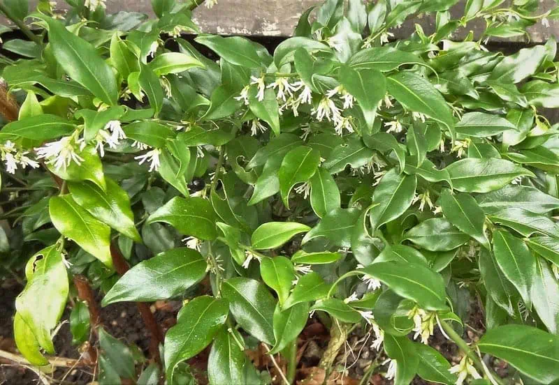 Sarcococca confusa