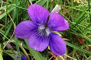 Violette vivace (Viola sororia).