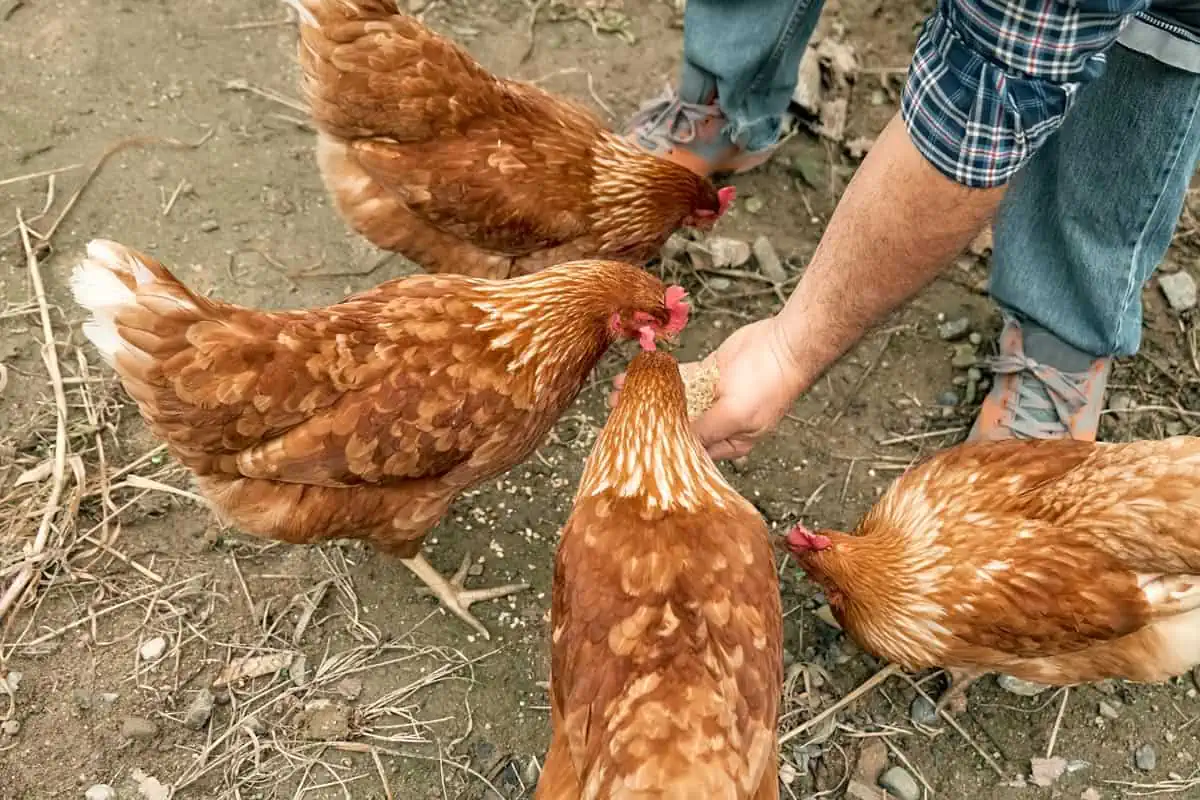 Alimentation poule