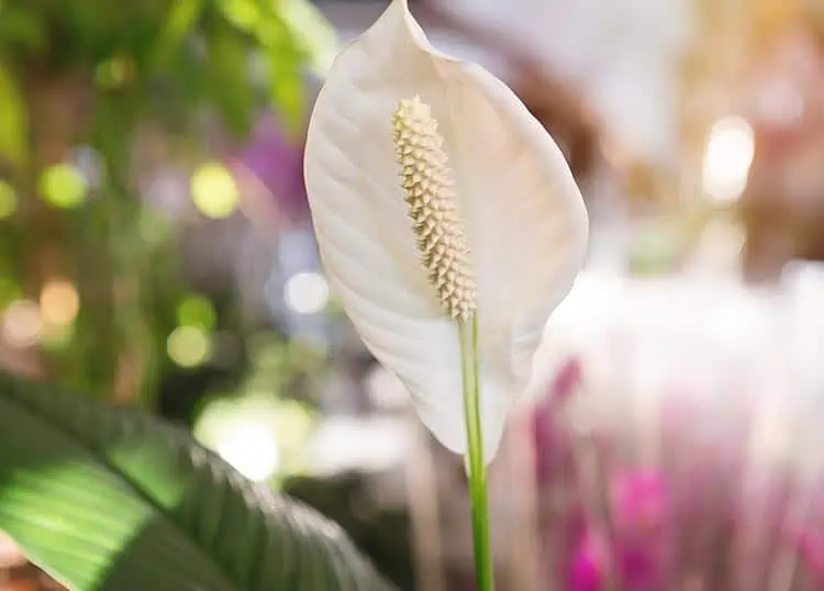 Anthurium blanc