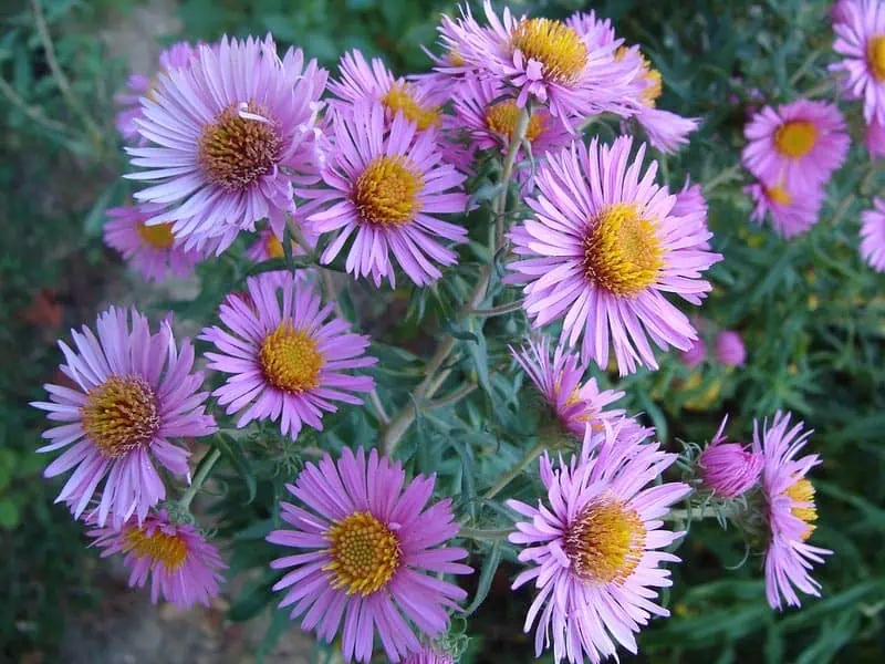 asters