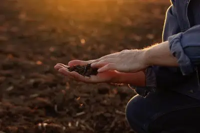 biochar pour améliorer la fertilité du sol