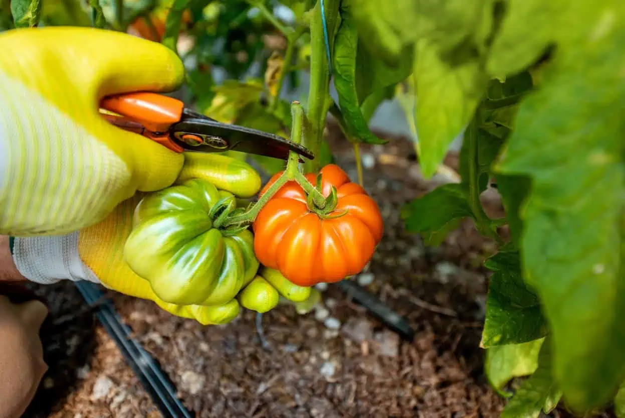 Culture des tomates