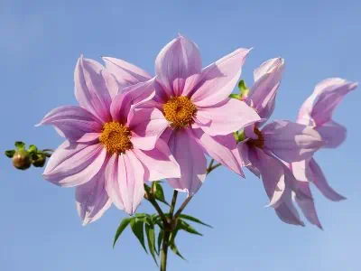 Dahlia imperialis : un géant de plus de 4 m au demeurant facile à cultiver