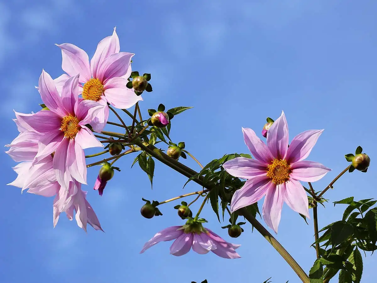 Le Dahlia imperialis ou dahlia arborescent.