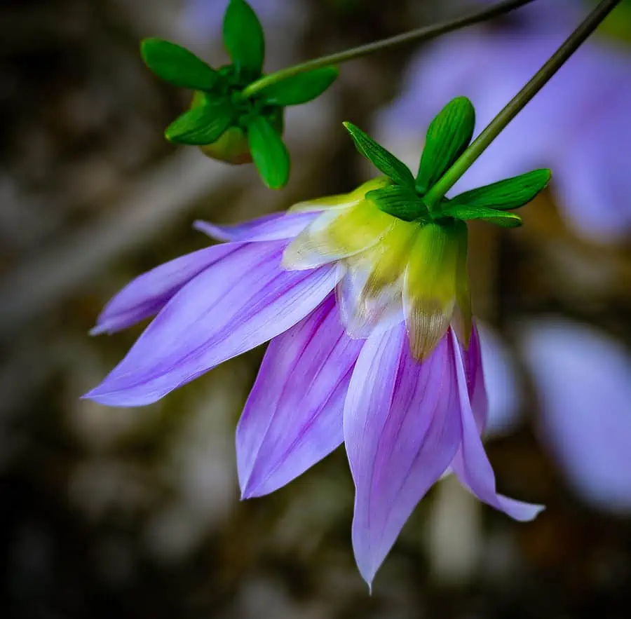 Dahlia imperialis