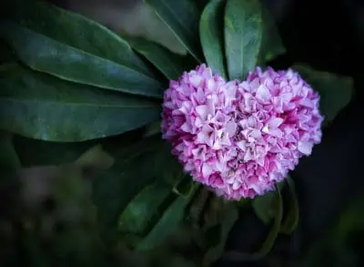 Fleurs odorantes pour le jardin