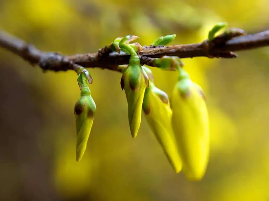 forsythia