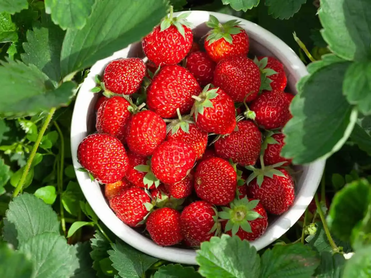 Récolte des fraises