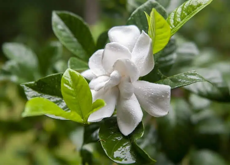 Gardenia, une plante d'intérieur à la floraison abondante