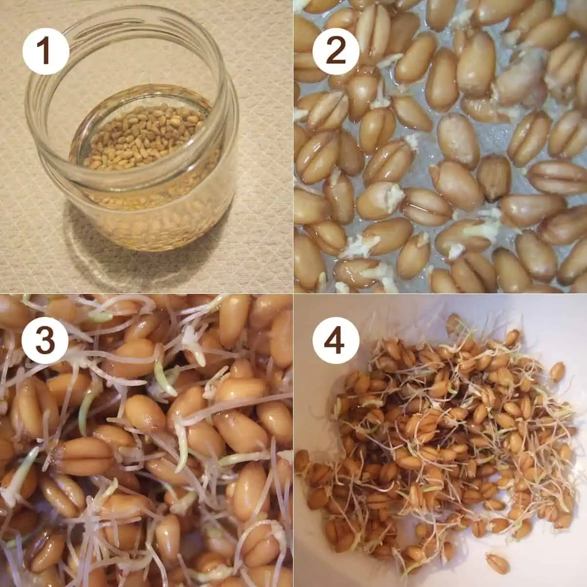 Comment faire germer du blé ?