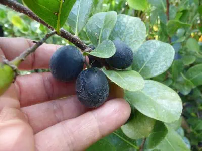 icaque, non de fruit en I