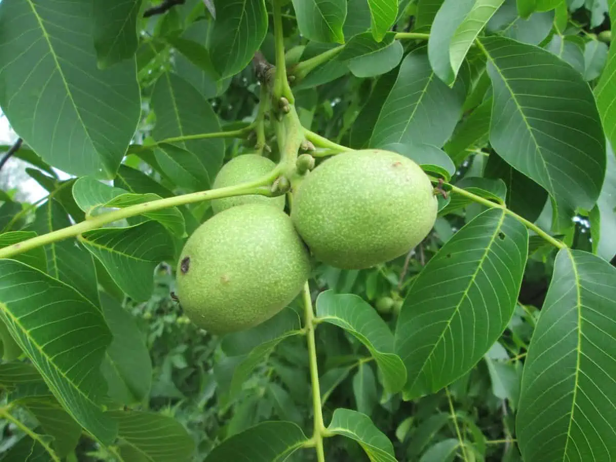 Juglans