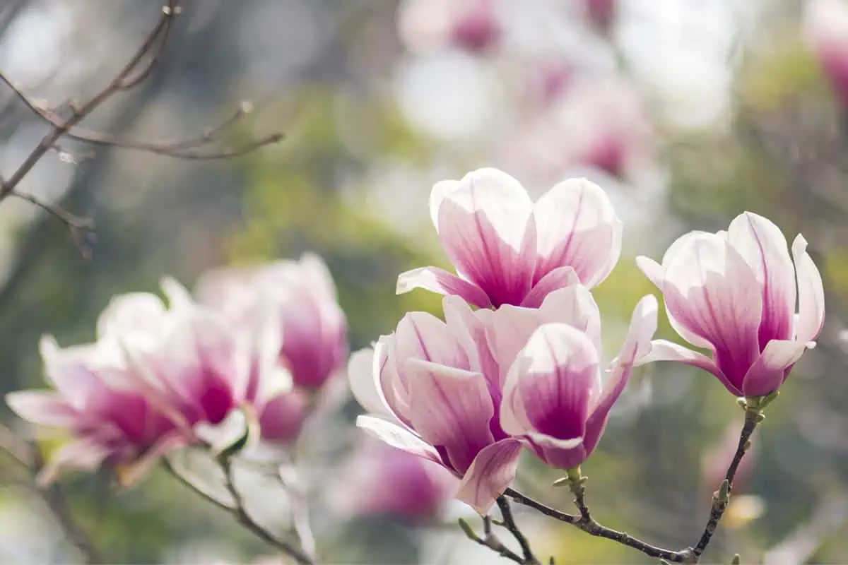 Où planter un magnolia ?