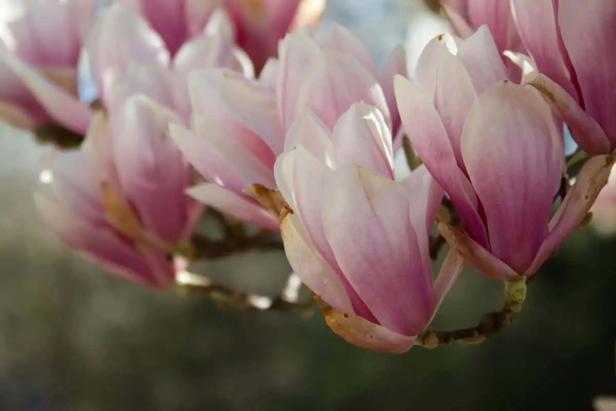 Magnolia en fleur