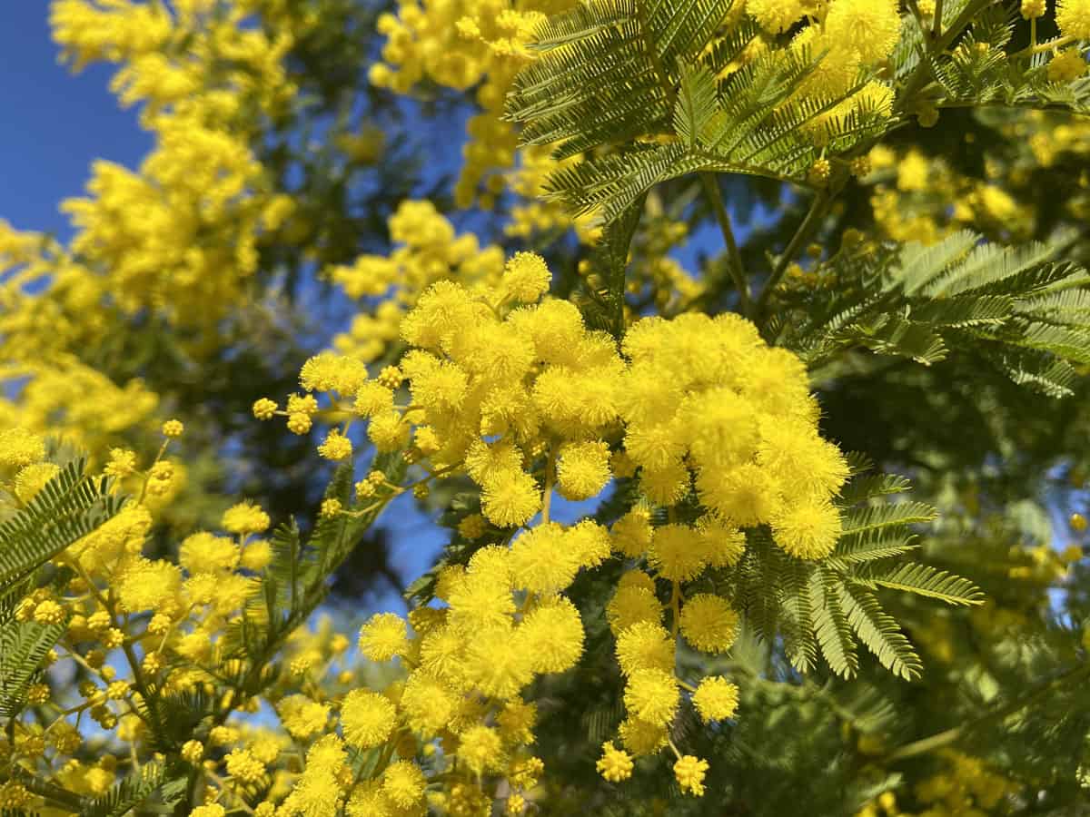 mimosa