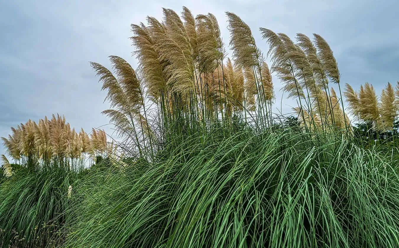 Miscanthus.