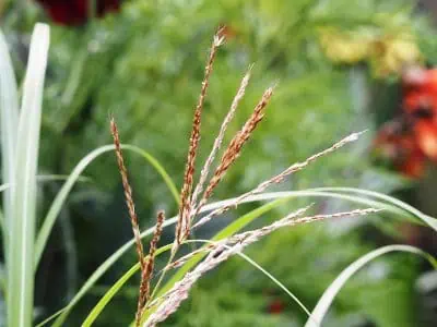 miscanthus