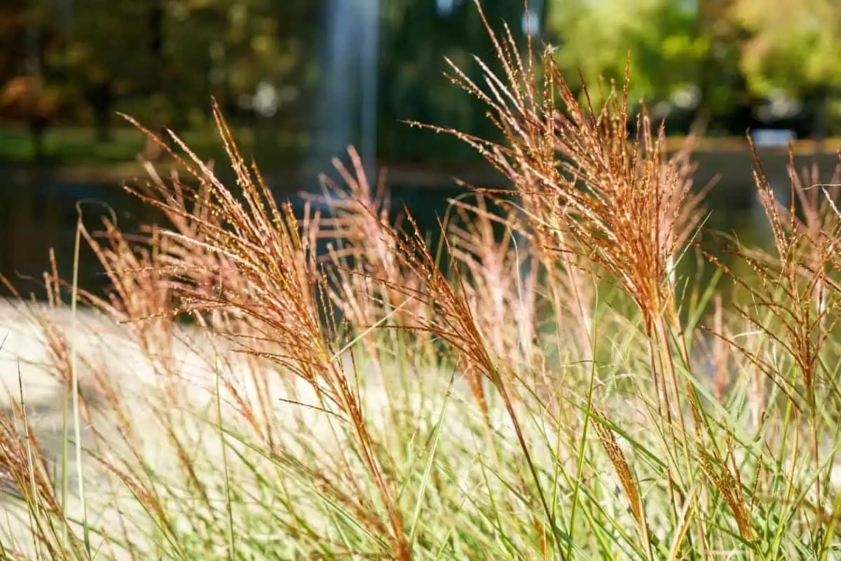 miscanthus rouge