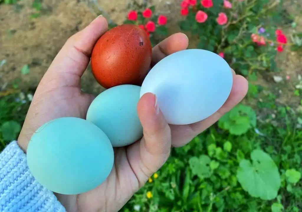 œufs bleus de la race Araucana