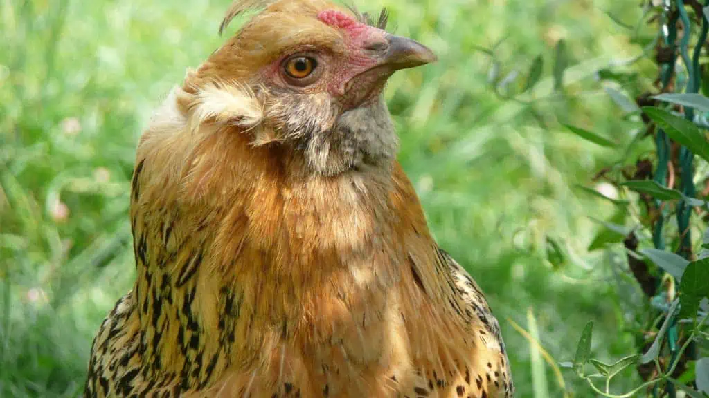 Poule araucana