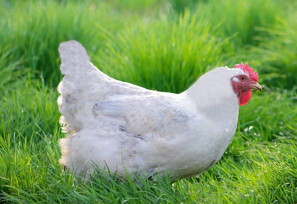 Poule azur