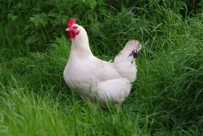 Poule blanche