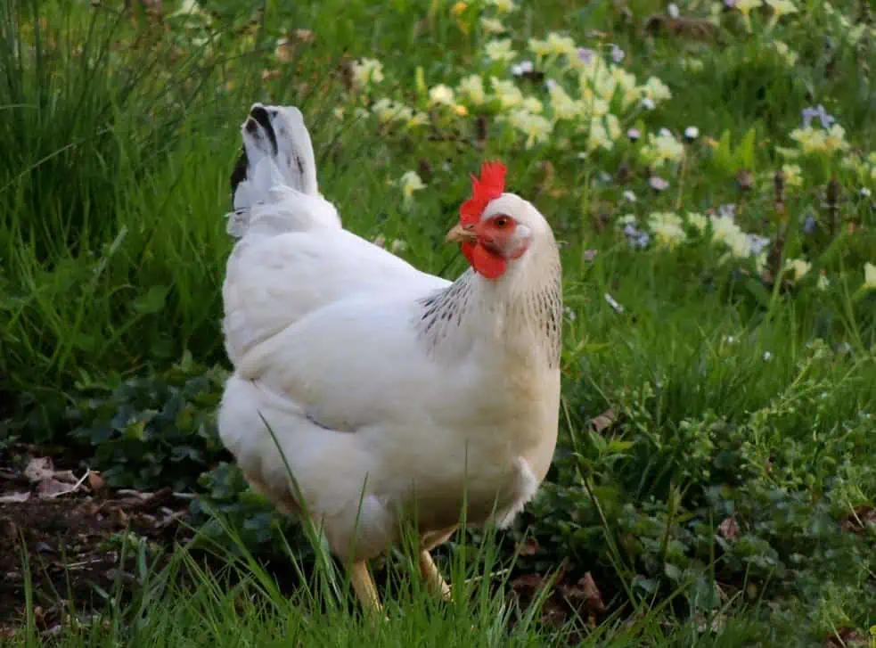 Poule blanche 