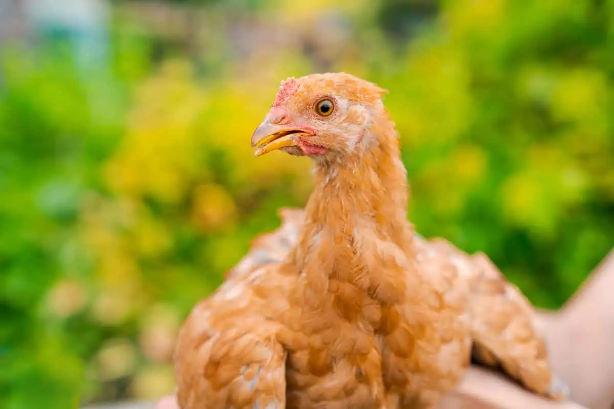 Jeune poule rousse