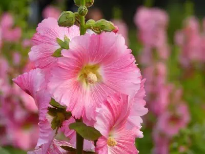 Quand semer les roses trémières ?