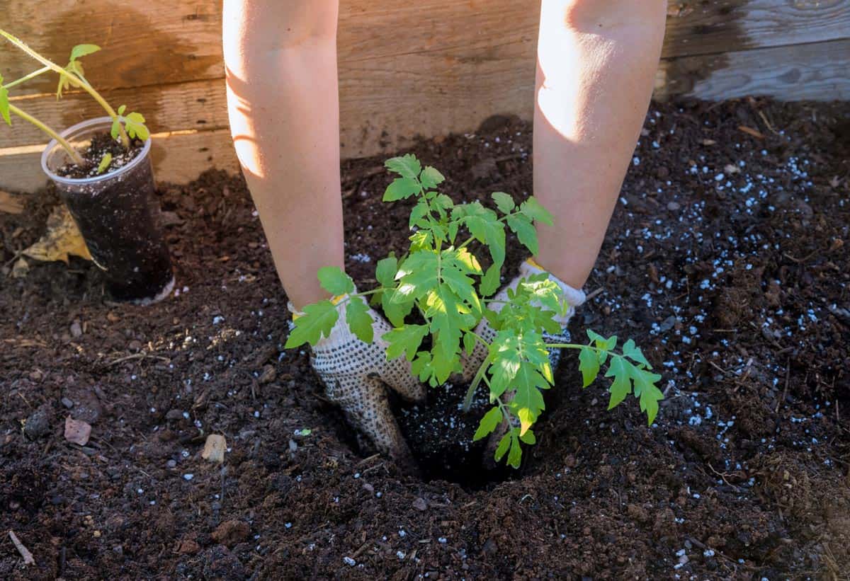 Rotation culture tomate