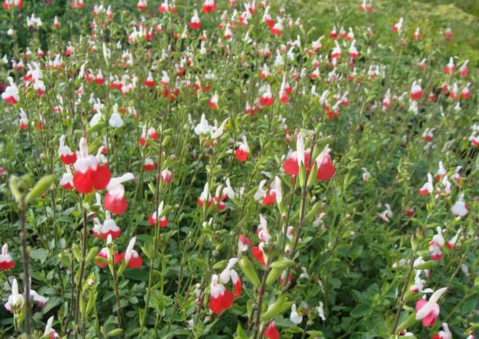 salvia hot lips