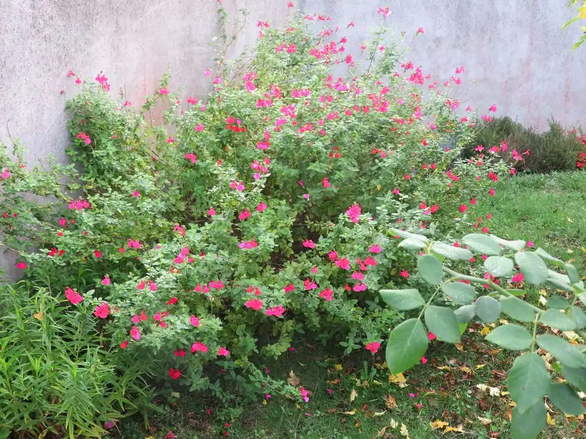 Sauge arbustive dans le jardin