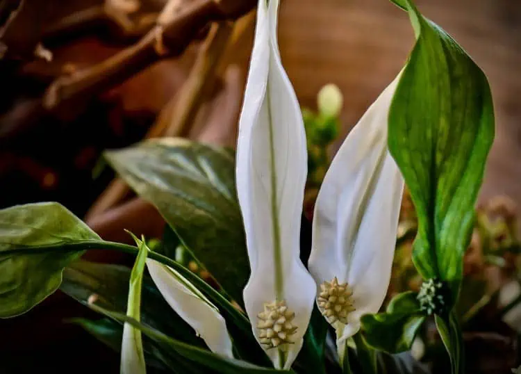 Spathiphyllum