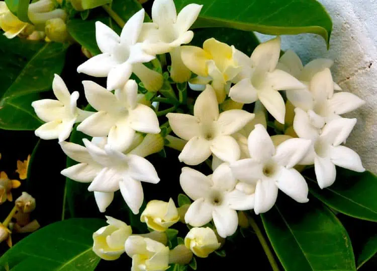 Stephanotis